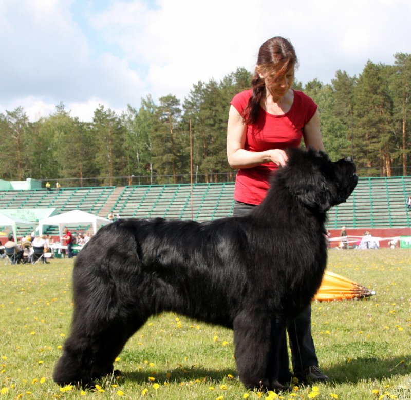 Фото: ньюфаундленд Moon Brook Aristocrat (Моон Броок Аристократ)