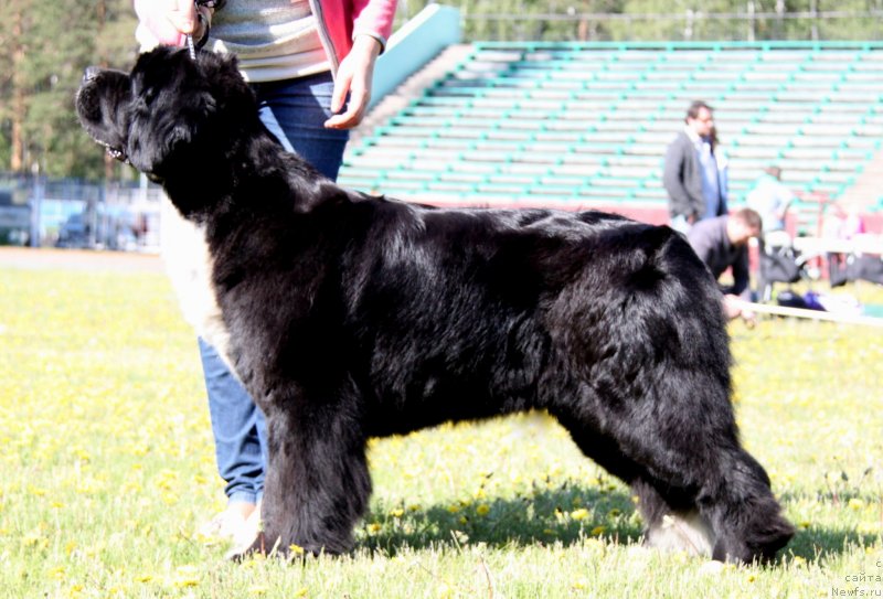 Фото: ньюфаундленд Ikona Stilya (Икона Стиля)