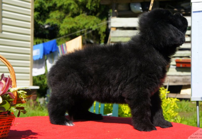 Фото: Дети, ньюфаундленд New Beothuks Gold for Smigar, и, ньюфаундленд Likefather Like Son Midnight Bear