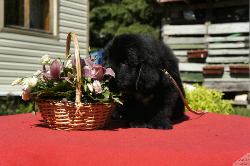 Фото: Дети, ньюфаундленд New Beothuks Gold for Smigar, и, ньюфаундленд Likefather Like Son Midnight Bear