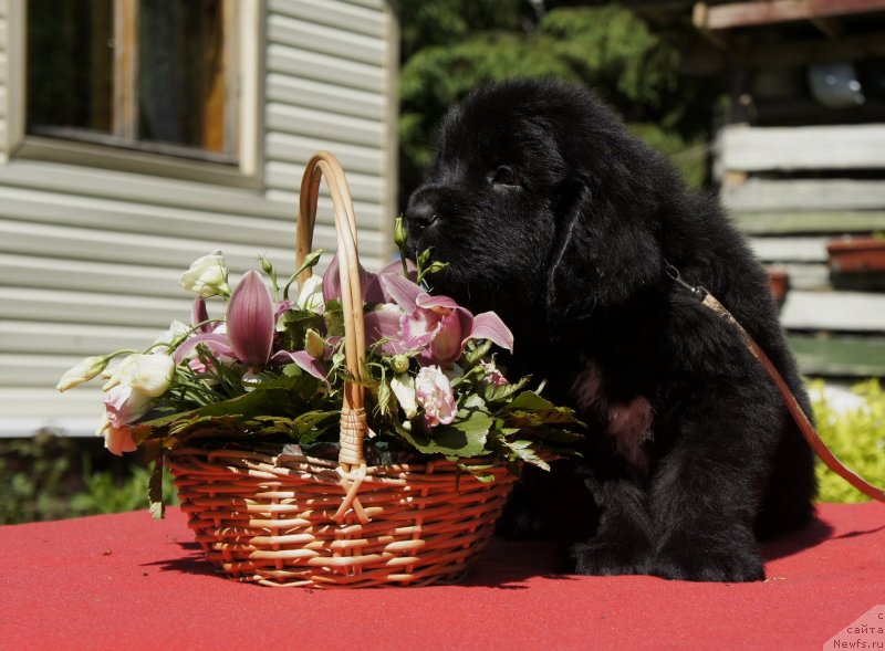 Фото: Дети, ньюфаундленд New Beothuks Gold for Smigar, и, ньюфаундленд Likefather Like Son Midnight Bear