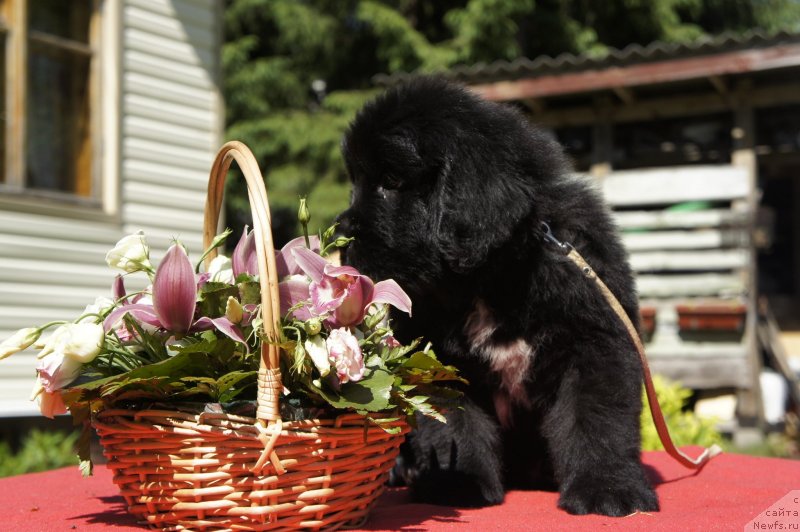 Фото: Дети, ньюфаундленд New Beothuks Gold for Smigar, и, ньюфаундленд Likefather Like Son Midnight Bear