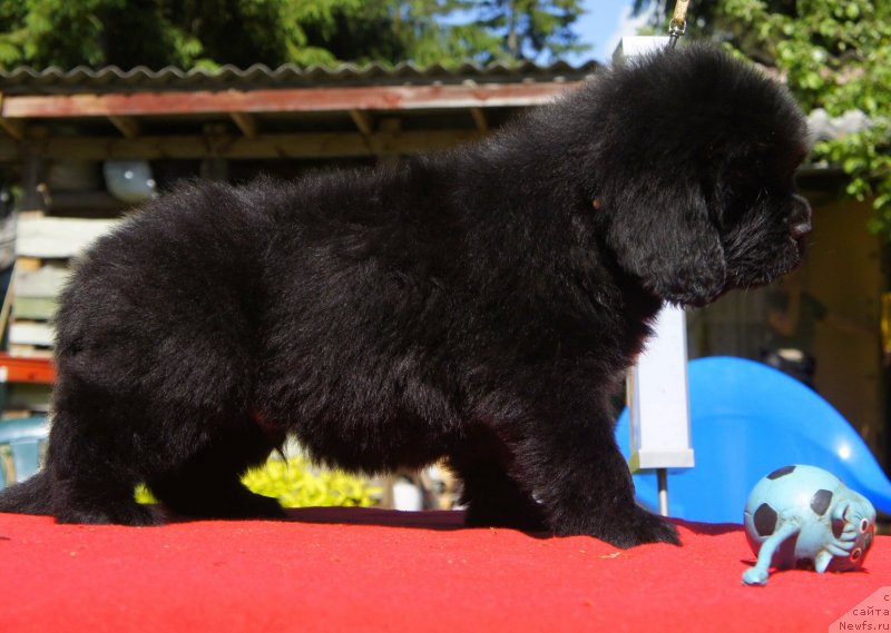 Фото: Дети, ньюфаундленд New Beothuks Gold for Smigar, и, ньюфаундленд Likefather Like Son Midnight Bear