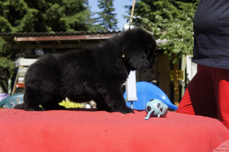 Фото: Дети, ньюфаундленд New Beothuks Gold for Smigar, и, ньюфаундленд Likefather Like Son Midnight Bear