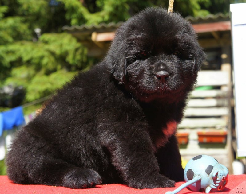 Фото: Дети, ньюфаундленд New Beothuks Gold for Smigar, и, ньюфаундленд Likefather Like Son Midnight Bear