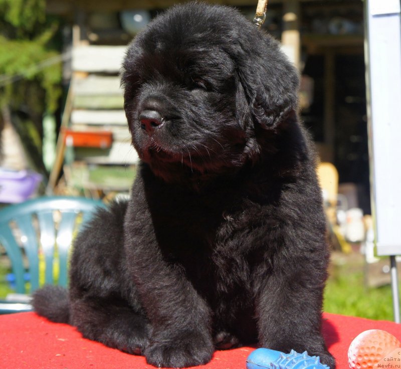 Фото: Дети, ньюфаундленд New Beothuks Gold for Smigar, и, ньюфаундленд Likefather Like Son Midnight Bear