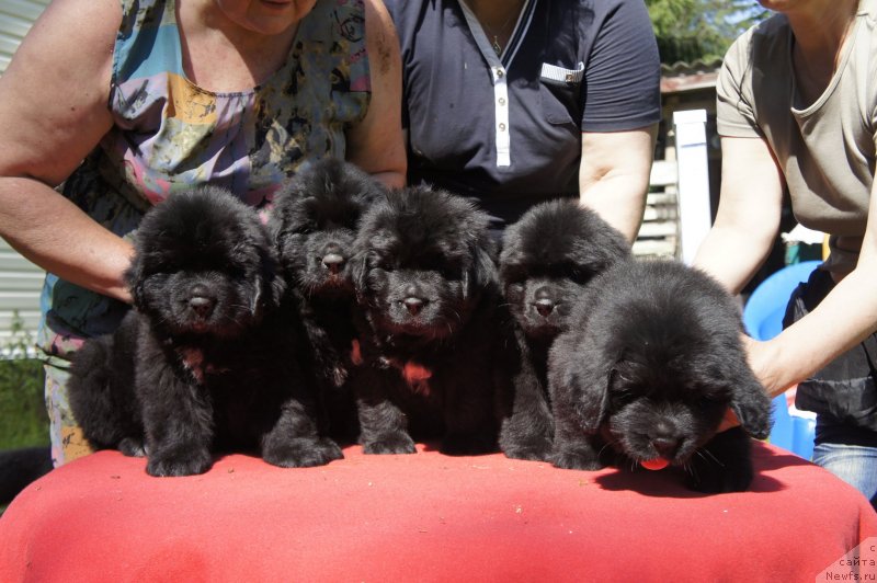 Фото: Дети, ньюфаундленд New Beothuks Gold for Smigar, и, ньюфаундленд Likefather Like Son Midnight Bear