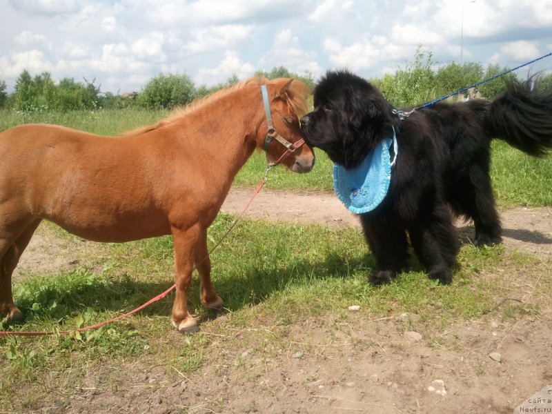 Фото: ньюфаундленд Very Fairweathers X'Got The Rhythm