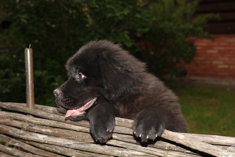 Фото: ньюфаундленд Legolas Senejskiy Syin Ariadnyi (Леголас Сенежский Сын Ариадны)