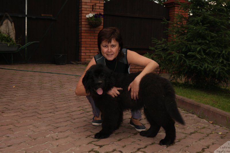 Фото: Luiza Vdov (Луиза Вдов), ньюфаундленд Legolas Senejskiy Syin Ariadnyi (Леголас Сенежский Сын Ариадны)