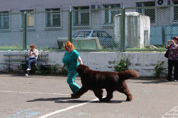 Фото: ньюфаундленд CHernyiy SHarm Amber Best Dog FO Marleon (Черный Шарм Амбер Бест Дог ФО Марлеон)