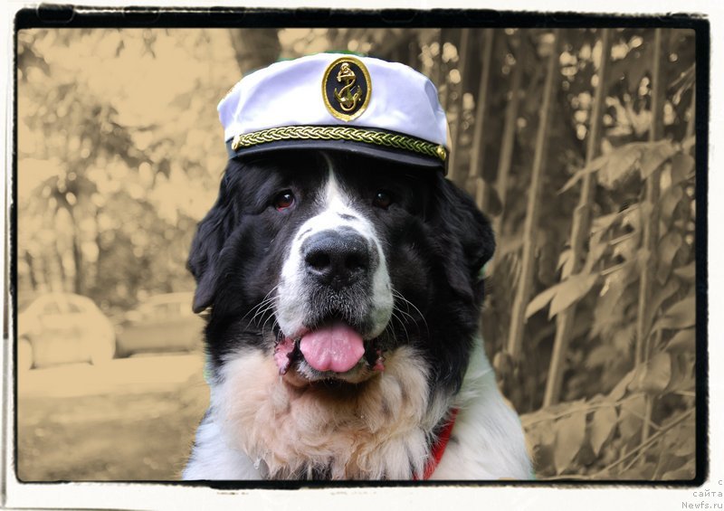 Фото: ньюфаундленд H'yugo Boss iz Unikal'noy Kollekcii (Хьюго Босс из Уникальной Коллекции)