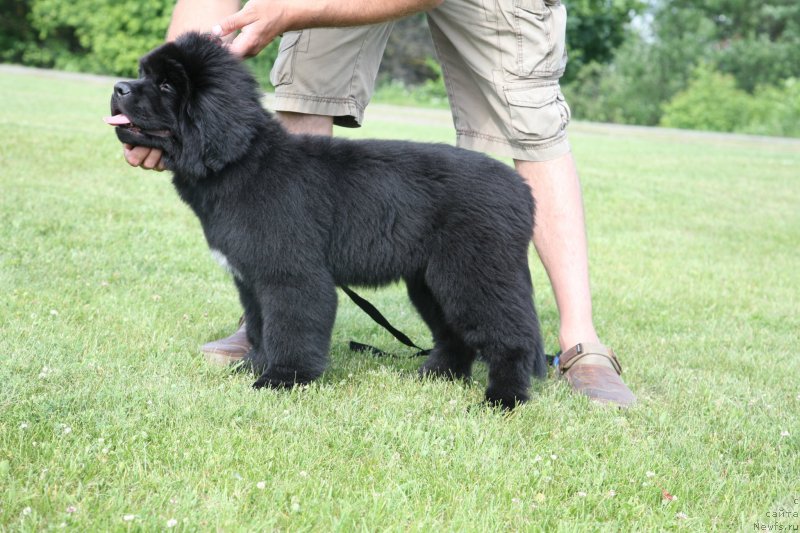 Фото: ньюфаундленд The Most Beautiful Dark New Wave