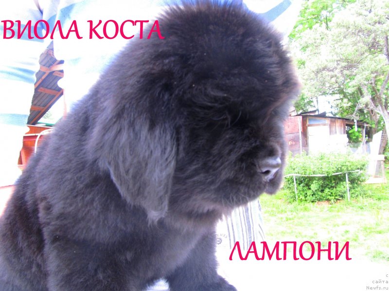 Фото: ньюфаундленд Viola Kosta Lamponi (Виола Коста Лампони), ньюфаундленд Ih Vyisochestvo Vladlena Madjiks (Их Высочество Владлена Маджикс), ньюфаундленд S'Nezhnaya Vjuga Armando Parusso (С'Нежная Вьюга Армандо Паруссо)