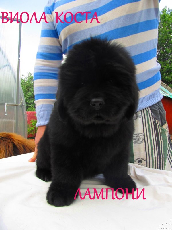 Фото: ньюфаундленд Viola Kosta Lamponi (Виола Коста Лампони), ньюфаундленд Ih Vyisochestvo Vladlena Madjiks (Их Высочество Владлена Маджикс), ньюфаундленд S'Nezhnaya Vjuga Armando Parusso (С'Нежная Вьюга Армандо Паруссо)