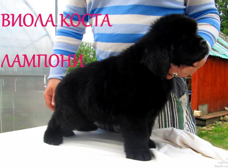 Фото: ньюфаундленд Viola Kosta Lamponi (Виола Коста Лампони), ньюфаундленд Ih Vyisochestvo Vladlena Madjiks (Их Высочество Владлена Маджикс), ньюфаундленд S'Nezhnaya Vjuga Armando Parusso (С'Нежная Вьюга Армандо Паруссо)