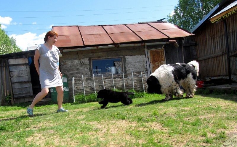 Фото: Irina Nistratova (Ирина Нистратова), ньюфаундленд Super Bizon Ekaterinburg (Супер Бизон Екатеринбург), ньюфаундленд Vaviloniya Best (Вавилония Бест)
