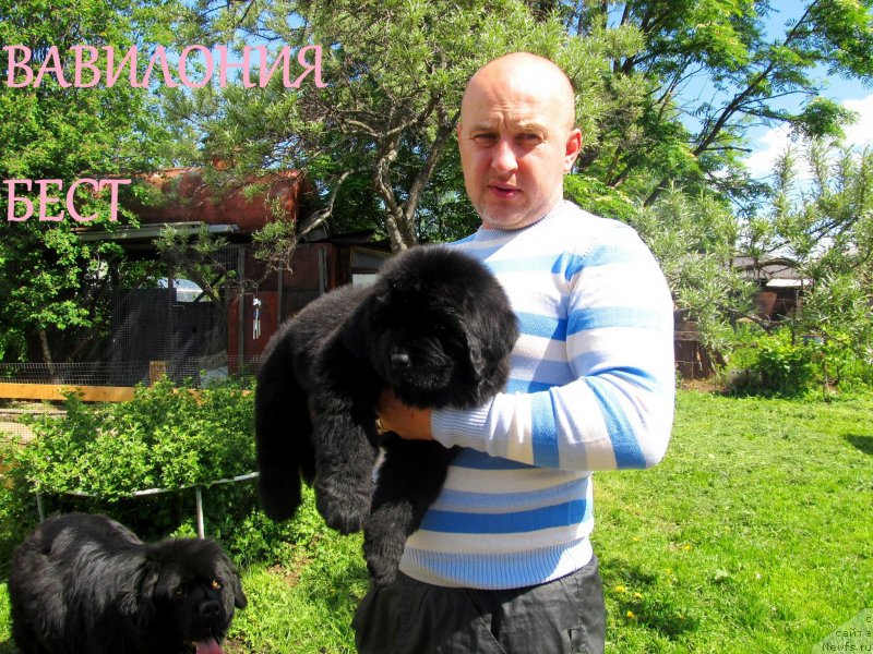 Фото: ньюфаундленд Vaviloniya Best (Вавилония Бест), ньюфаундленд Ih Vyisochestvo Vladlena Madjiks (Их Высочество Владлена Маджикс), ньюфаундленд S'Nezhnaya Vjuga Armando Parusso (С'Нежная Вьюга Армандо Паруссо), Aleksey Nistratov (Алексей Нистратов)