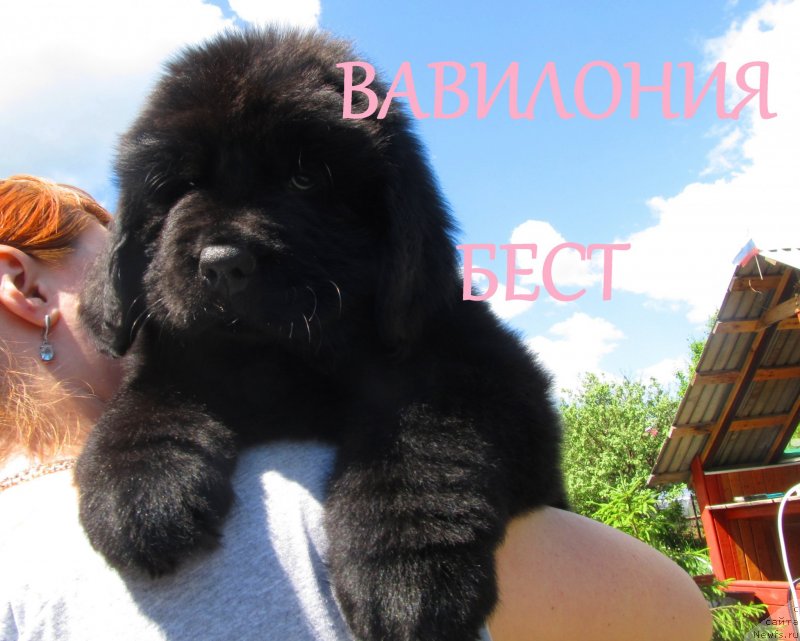 Фото: ньюфаундленд Vaviloniya Best (Вавилония Бест), ньюфаундленд Ih Vyisochestvo Vladlena Madjiks (Их Высочество Владлена Маджикс), ньюфаундленд S'Nezhnaya Vjuga Armando Parusso (С'Нежная Вьюга Армандо Паруссо)