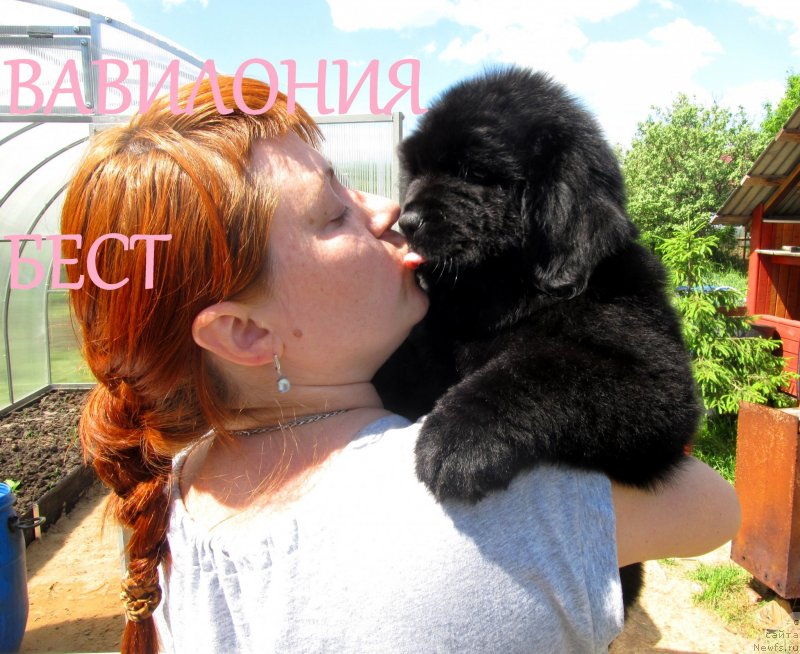 Фото: ньюфаундленд Vaviloniya Best (Вавилония Бест), ньюфаундленд Ih Vyisochestvo Vladlena Madjiks (Их Высочество Владлена Маджикс), ньюфаундленд S'Nezhnaya Vjuga Armando Parusso (С'Нежная Вьюга Армандо Паруссо), Irina Nistratova (Ирина Нистратова)