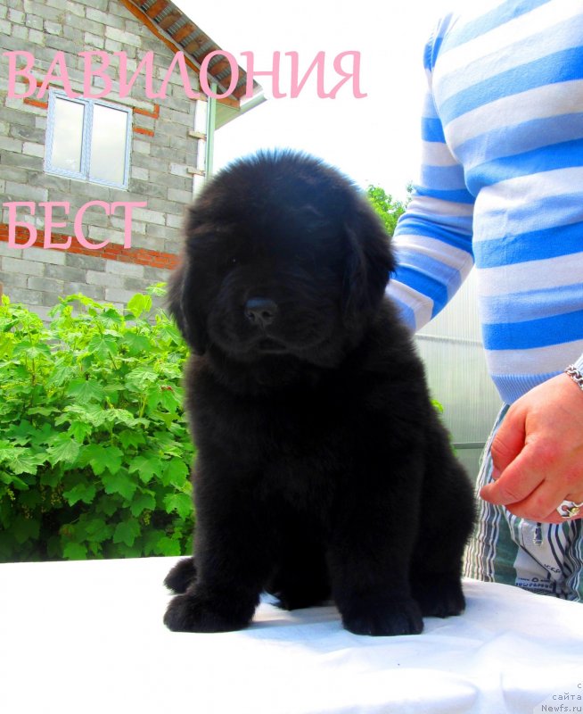 Фото: ньюфаундленд Vaviloniya Best (Вавилония Бест), ньюфаундленд Ih Vyisochestvo Vladlena Madjiks (Их Высочество Владлена Маджикс), ньюфаундленд S'Nezhnaya Vjuga Armando Parusso (С'Нежная Вьюга Армандо Паруссо)