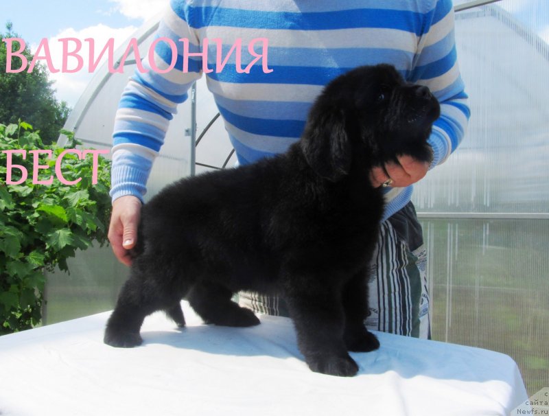 Фото: ньюфаундленд Vaviloniya Best (Вавилония Бест), ньюфаундленд Ih Vyisochestvo Vladlena Madjiks (Их Высочество Владлена Маджикс), ньюфаундленд S'Nezhnaya Vjuga Armando Parusso (С'Нежная Вьюга Армандо Паруссо)