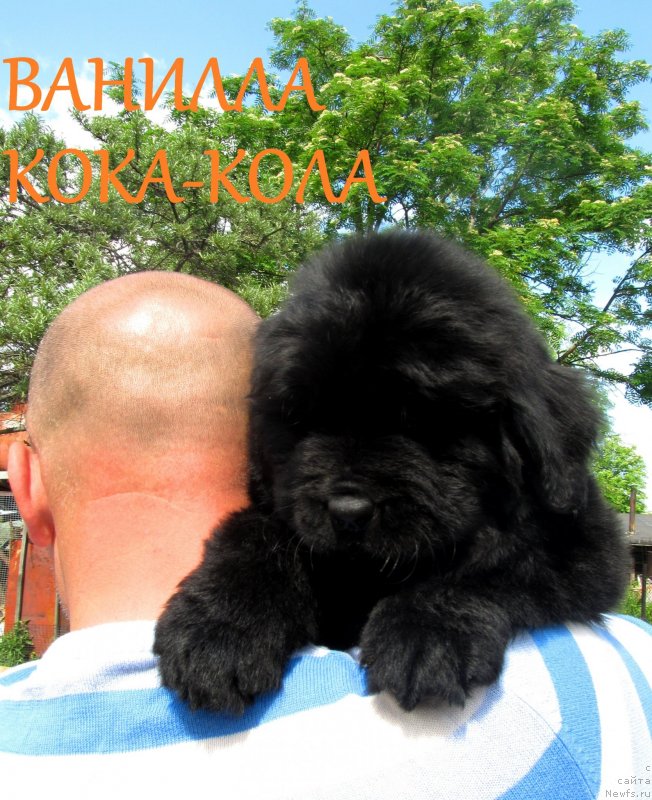 Фото: ньюфаундленд Vanilla Koka-Kola (Ванилла Кока-Кола), ньюфаундленд Ih Vyisochestvo Vladlena Madjiks (Их Высочество Владлена Маджикс), ньюфаундленд S'Nezhnaya Vjuga Armando Parusso (С'Нежная Вьюга Армандо Паруссо)