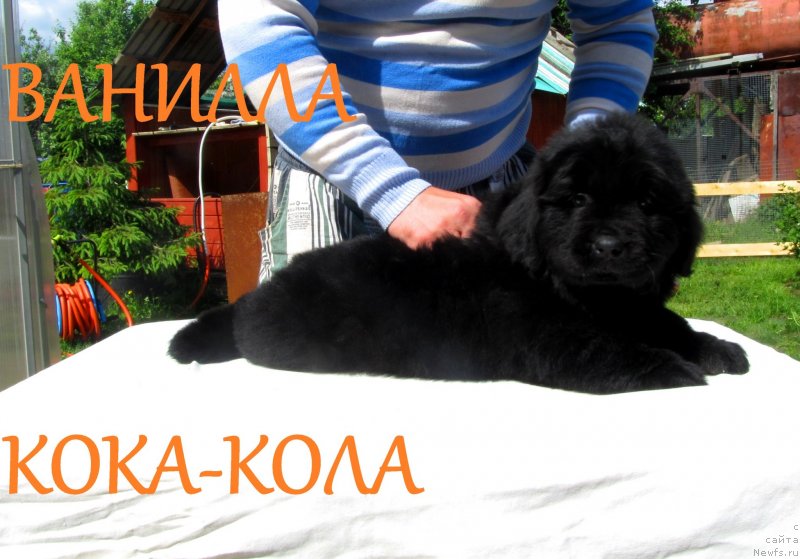 Фото: ньюфаундленд Vanilla Koka-Kola (Ванилла Кока-Кола), ньюфаундленд Ih Vyisochestvo Vladlena Madjiks (Их Высочество Владлена Маджикс), ньюфаундленд S'Nezhnaya Vjuga Armando Parusso (С'Нежная Вьюга Армандо Паруссо)
