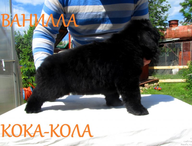 Фото: ньюфаундленд Vanilla Koka-Kola (Ванилла Кока-Кола), ньюфаундленд Ih Vyisochestvo Vladlena Madjiks (Их Высочество Владлена Маджикс), ньюфаундленд S'Nezhnaya Vjuga Armando Parusso (С'Нежная Вьюга Армандо Паруссо)