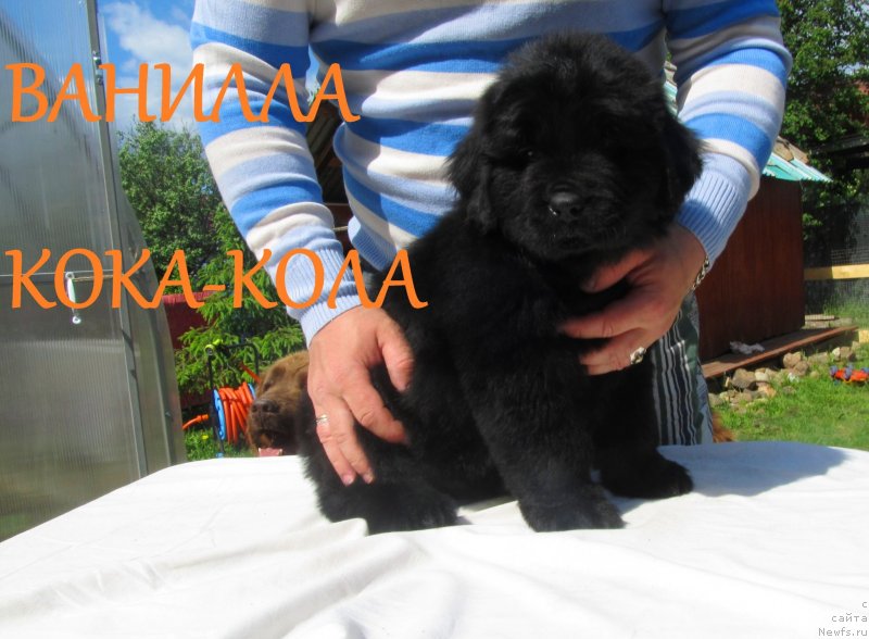 Фото: ньюфаундленд Vanilla Koka-Kola (Ванилла Кока-Кола), ньюфаундленд Ih Vyisochestvo Vladlena Madjiks (Их Высочество Владлена Маджикс), ньюфаундленд S'Nezhnaya Vjuga Armando Parusso (С'Нежная Вьюга Армандо Паруссо)