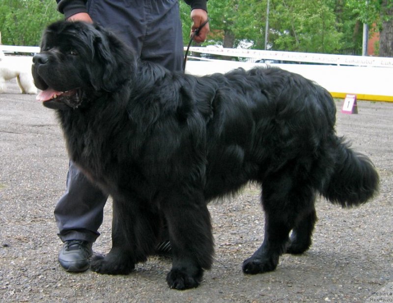 Фото: ньюфаундленд Ratmir iz Plemeni Kedra (Ратмир из Племени Кедра)