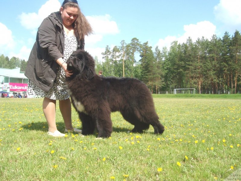 Фото: ньюфаундленд Promise To Love Midnight Bear (Promise To Love Midnight Bear), Ekaterina Jironkina (Екатерина Жиронкина)