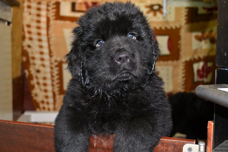 Фото: ньюфаундленд Vanilla Koka-Kola (Ванилла Кока-Кола), ньюфаундленд Ih Vyisochestvo Vladlena Madjiks (Их Высочество Владлена Маджикс), ньюфаундленд S'Nezhnaya Vjuga Armando Parusso (С'Нежная Вьюга Армандо Паруссо)