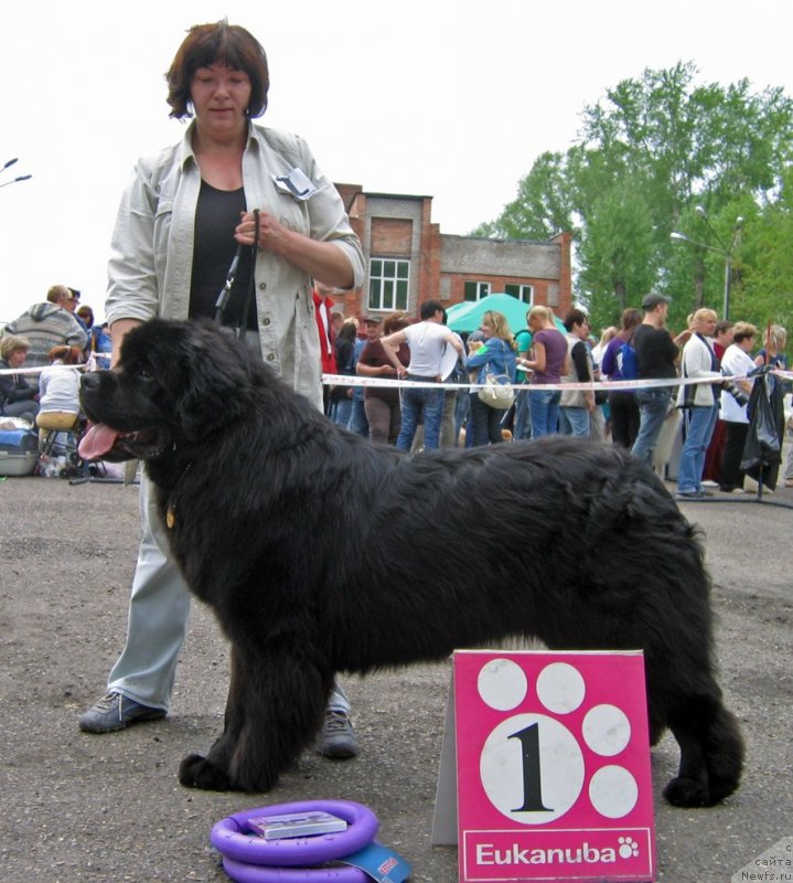 Фото: ньюфаундленд Radomir iz Plemeni Kedra (Радомир из Племени Кедра)