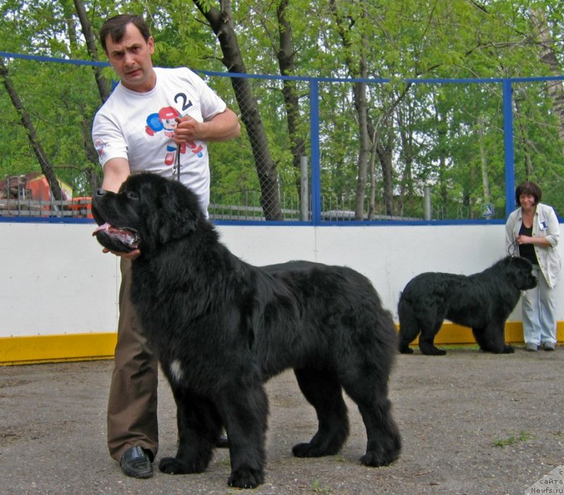 Фото: ньюфаундленд Ratibor iz Plemeni Kedra (Ратибор из Племени Кедра)