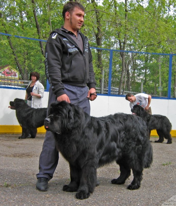 Фото: ньюфаундленд Ratmir iz Plemeni Kedra (Ратмир из Племени Кедра)