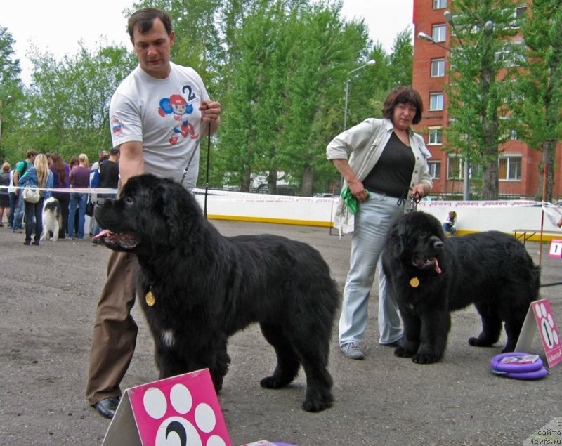 Фото: ньюфаундленд Ratibor iz Plemeni Kedra (Ратибор из Племени Кедра), ньюфаундленд Radomir iz Plemeni Kedra (Радомир из Племени Кедра)