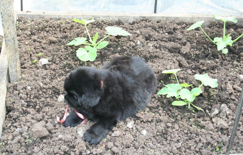 Фотография № 127536