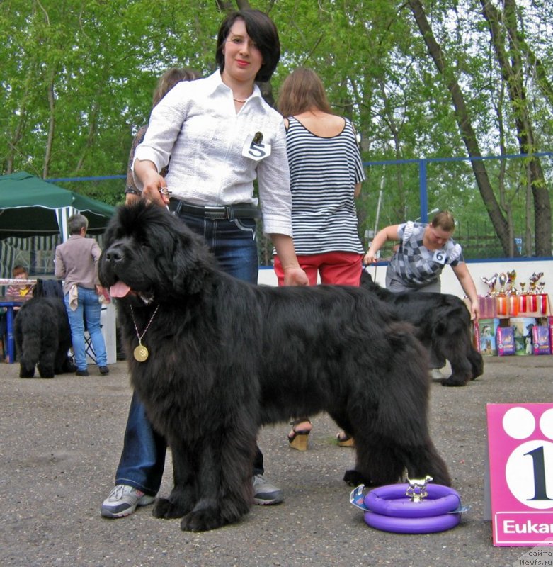 Фото: ньюфаундленд Bears Cove Lucky Break