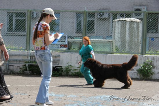 Фото: ньюфаундленд CHernyiy SHarm Amber Best Dog FO Marleon (Черный Шарм Амбер Бест Дог ФО Марлеон), Tat'yana SHayduk (Татьяна Шайдук)