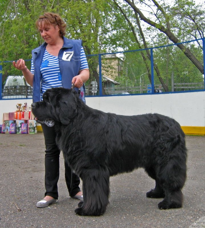 Фото: ньюфаундленд Shon O'Konnori Agent 007 (Шон О'Коннори Агент 007)