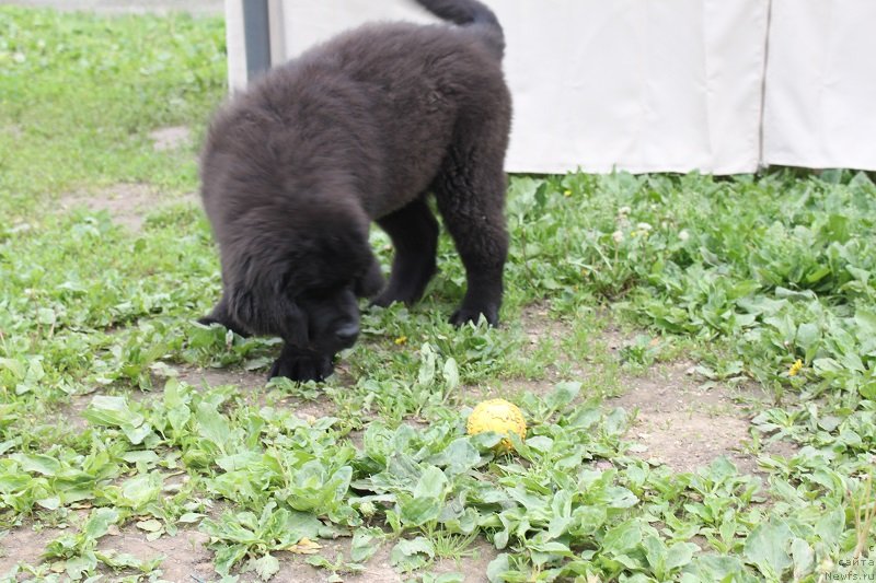 Фото: ньюфаундленд Laskovyiy i Nejnyiy Briz (Ласковый и Нежный Бриз), 3, 5 мес