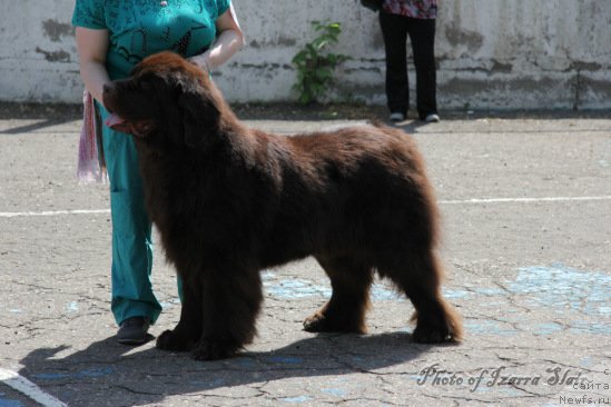 Фото: ньюфаундленд CHernyiy SHarm Amber Best Dog FO Marleon (Черный Шарм Амбер Бест Дог ФО Марлеон)