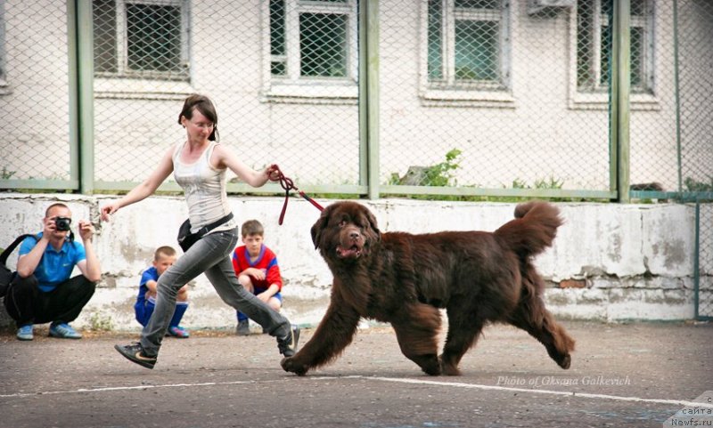 Фото: ньюфаундленд CHernyiy SHarm Amber Best Dog FO Marleon (Черный Шарм Амбер Бест Дог ФО Марлеон)