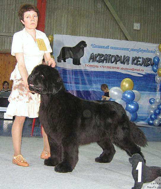 Фото: ньюфаундленд Admiration For All iz Medvejyego Yara (Адмирейшен Фор Ол из Медвежьего Яра), Elena Kropotova (Елена Кропотова)