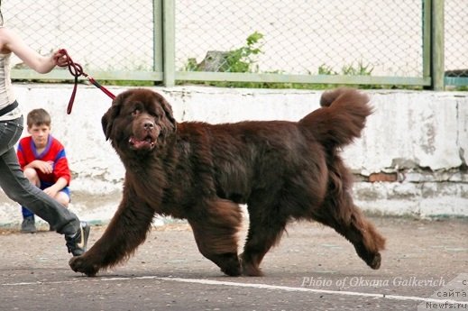 Фото: ньюфаундленд CHernyiy SHarm Amber Best Dog FO Marleon (Черный Шарм Амбер Бест Дог ФО Марлеон)