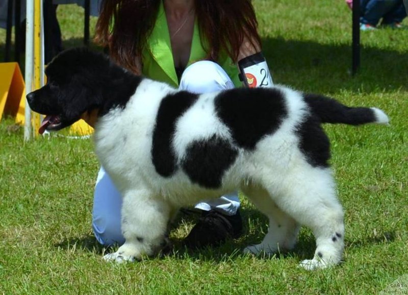 Фотография № 127558