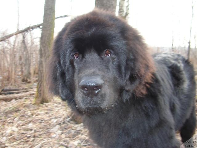 Фото: ньюфаундленд King of Helluland Dizzy Beauty