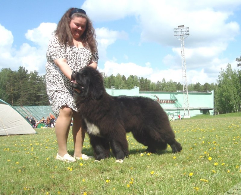 Фото: ньюфаундленд Promise To Love Midnight Bear (Promise To Love Midnight Bear), Ekaterina Jironkina (Екатерина Жиронкина)