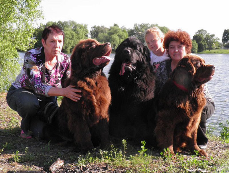 Фото: ньюфаундленд Zhdanny Syn Vialiki Miadzvedz, ньюфаундленд Velikiy Medved' Kameliya (Великий Медведь Камелия), ньюфаундленд Charli The Best Helfi Pel (Чарли Де Бест Хелфи Пэл), Elena SHmeleva (Елена Шмелева), Lyudmila Prohorova (Людмила Прохорова), Полинка